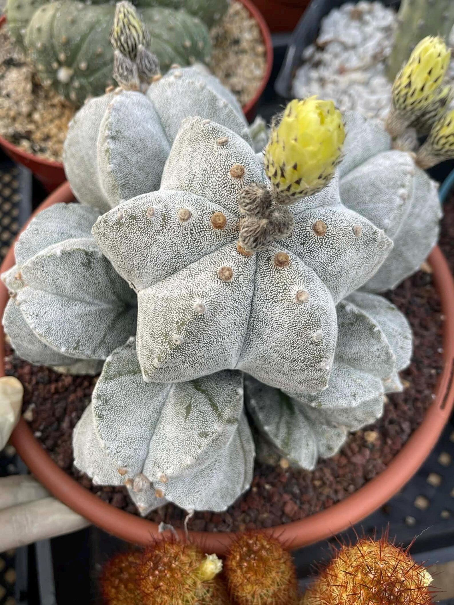 8-Head Astrophytum Myriostigma Cluster | Rare BRAG Collection Cactus