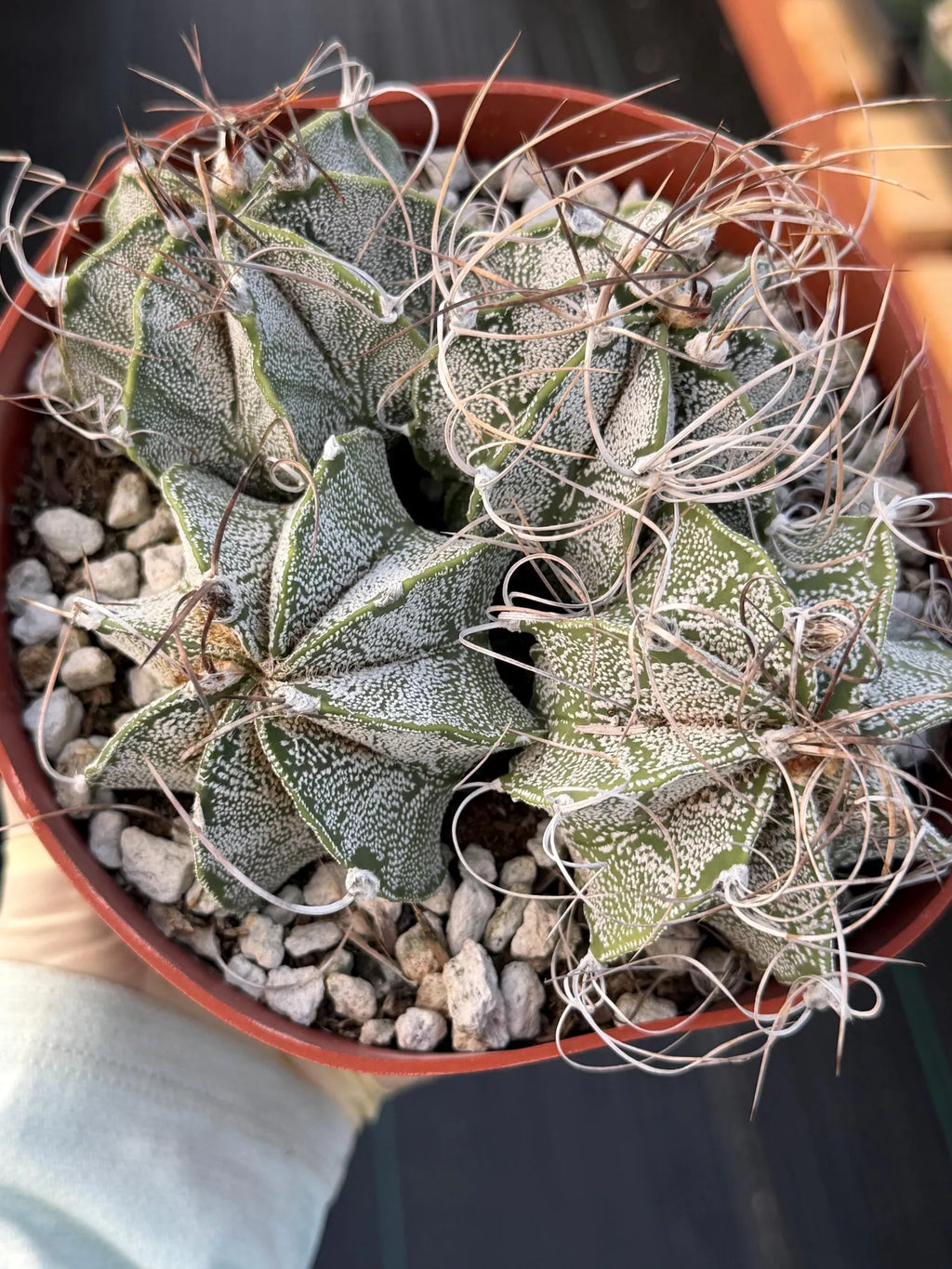Astrophytum Capricorn Cluster | Live Cactus | Live Plant | #675