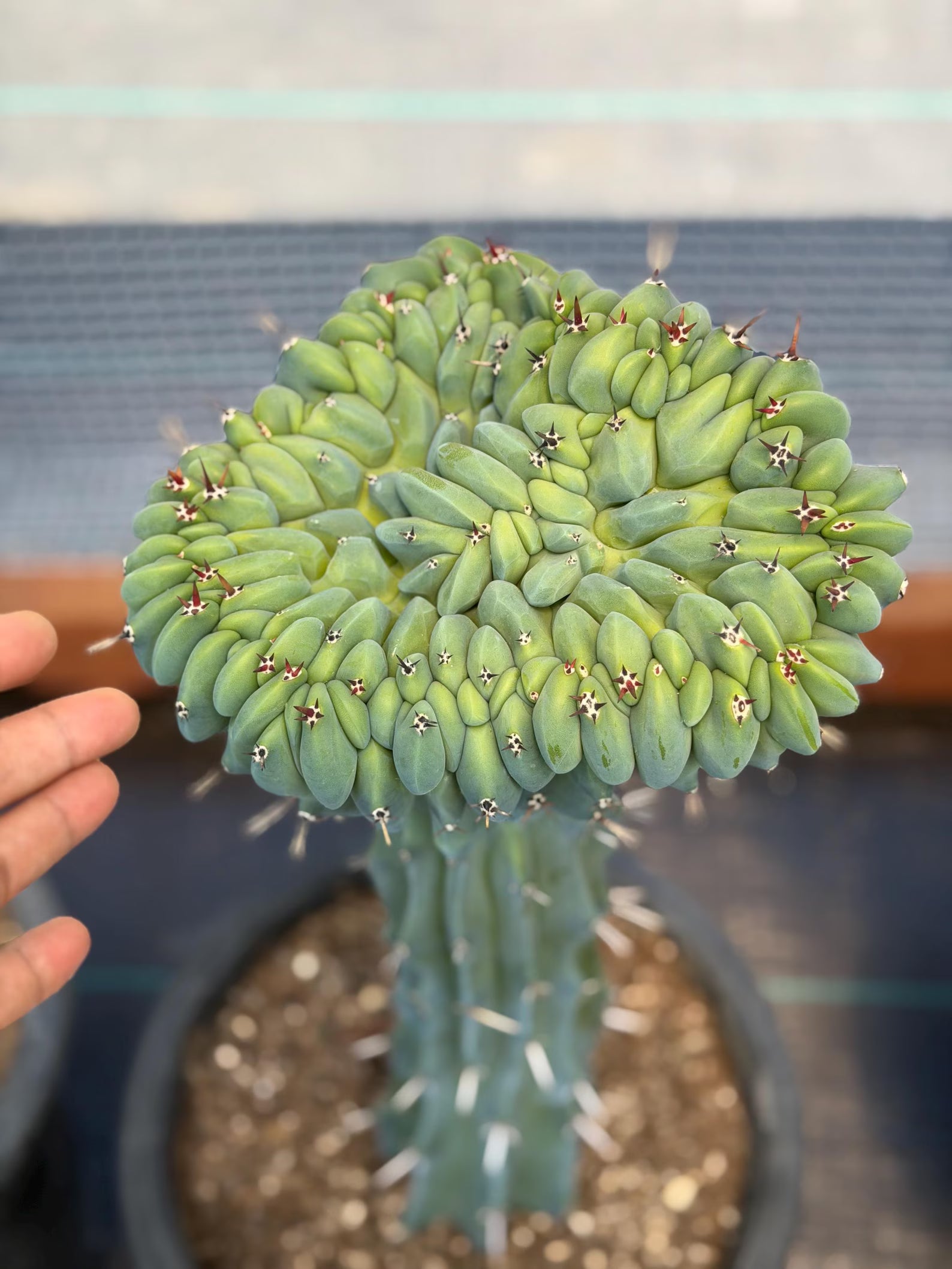 Crested Blue Myrtle Cactus | Rare Crested Live Cactus | Collector Plant