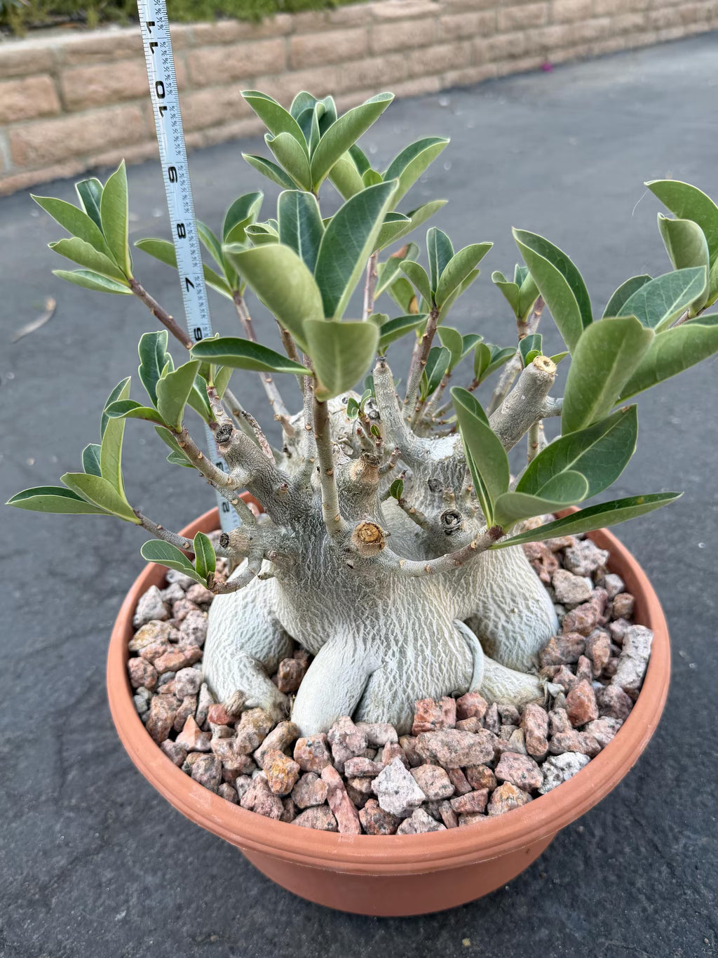 Large Specimen Adenium Arabicum #912 | Pink Flower Live Plant