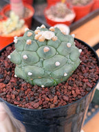 Astrophytum Kikko Durian Form Cactus #496 | Rare Seed Grown Succulent | 4.5″ Height in 5″ Pot