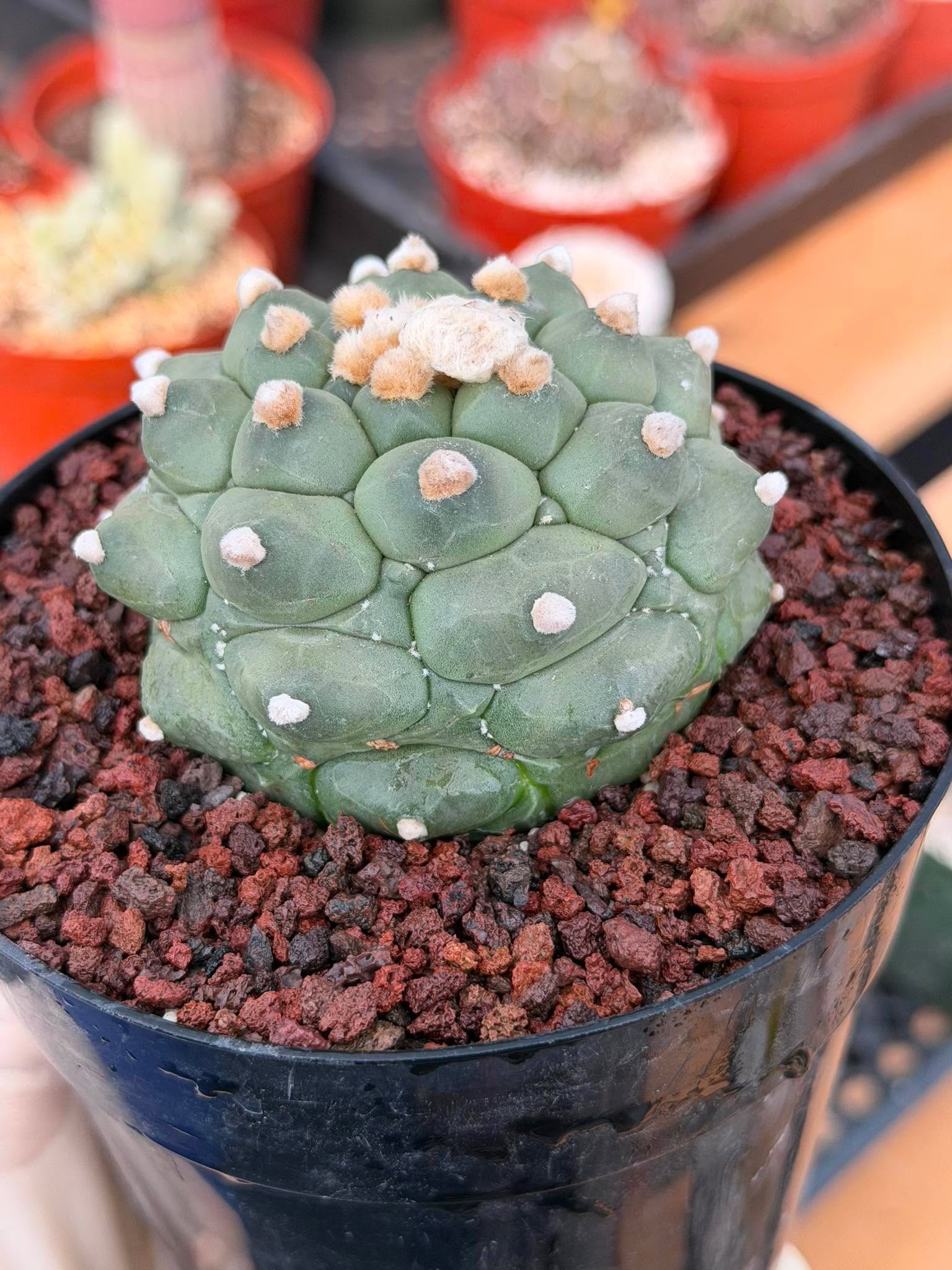 Astrophytum Kikko Durian Form Cactus #496 | Rare Seed Grown Succulent | 4.5″ Height in 5″ Pot
