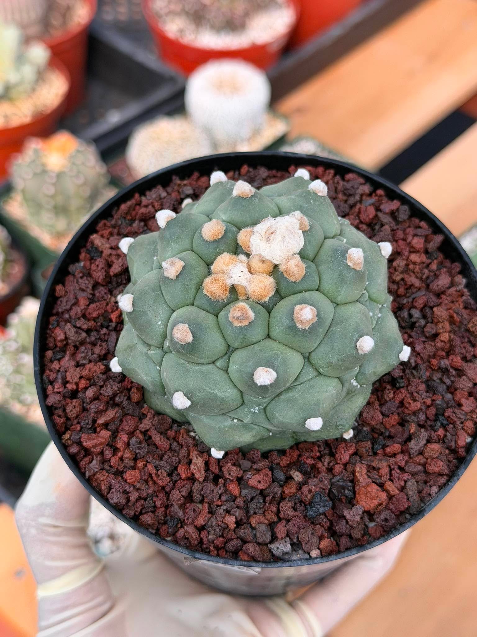 Astrophytum Kikko Durian Form Cactus #496 | Rare Seed Grown Succulent | 4.5″ Height in 5″ Pot