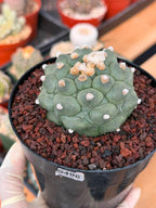 Astrophytum Kikko Durian Form Cactus #496 | Rare Seed Grown Succulent | 4.5″ Height in 5″ Pot