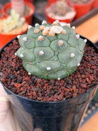 Astrophytum Kikko Durian Form Cactus #496 | Rare Seed Grown Succulent | 4.5″ Height in 5″ Pot