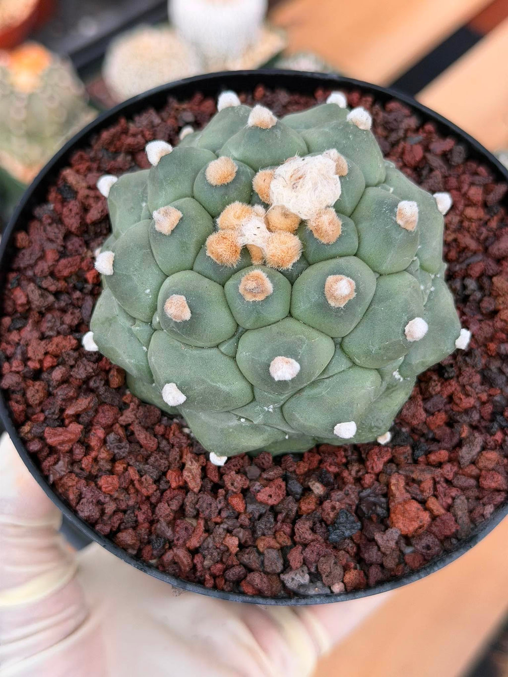 Astrophytum Kikko Durian Form Cactus #496 | Rare Seed Grown Succulent | 4.5″ Height in 5″ Pot