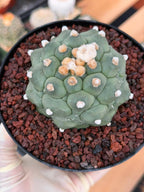 Astrophytum Kikko Durian Form Cactus #496 | Rare Seed Grown Succulent | 4.5″ Height in 5″ Pot