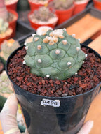 Astrophytum Kikko Durian Form Cactus #496 | Rare Seed Grown Succulent | 4.5″ Height in 5″ Pot