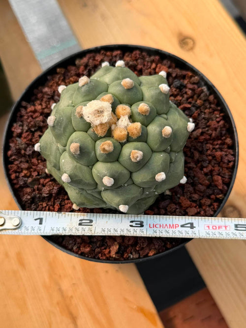Astrophytum Kikko Durian Form Cactus #496 | Rare Seed Grown Succulent | 4.5″ Height in 5″ Pot