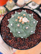 Astrophytum Kikko Durian Form Cactus #496 | Rare Seed Grown Succulent | 4.5″ Height in 5″ Pot