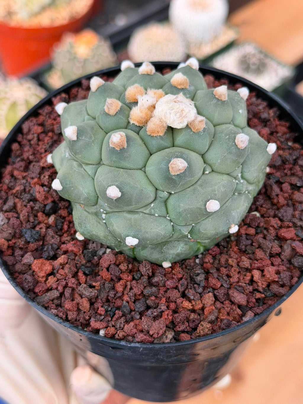 Astrophytum Kikko Durian Form Cactus #496 | Rare Seed Grown Succulent | 4.5″ Height in 5″ Pot