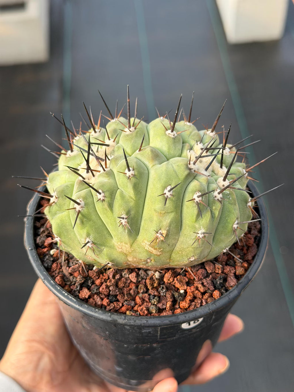 Crested Copiapoa Cinerea Live Cactus #271 – Rare Collector Cactus