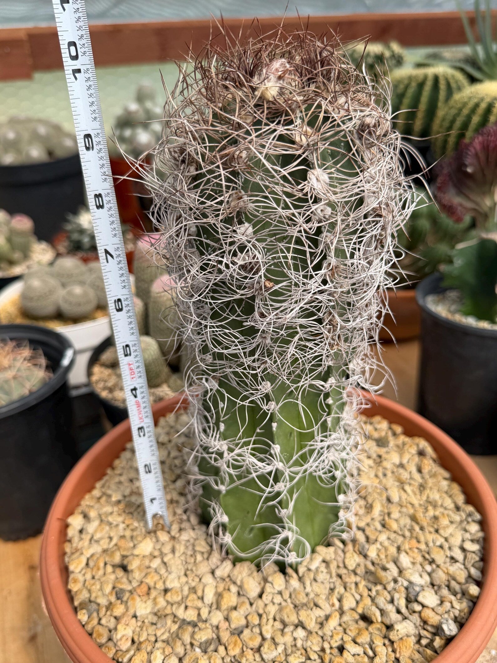 Seed Grown Astrophytum Capricorne Large| Rare Live Cactus Width: 10inch Length: 10 inches