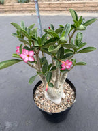 Large Specimen Adenium Arabicum | Pink Flower Live Plant