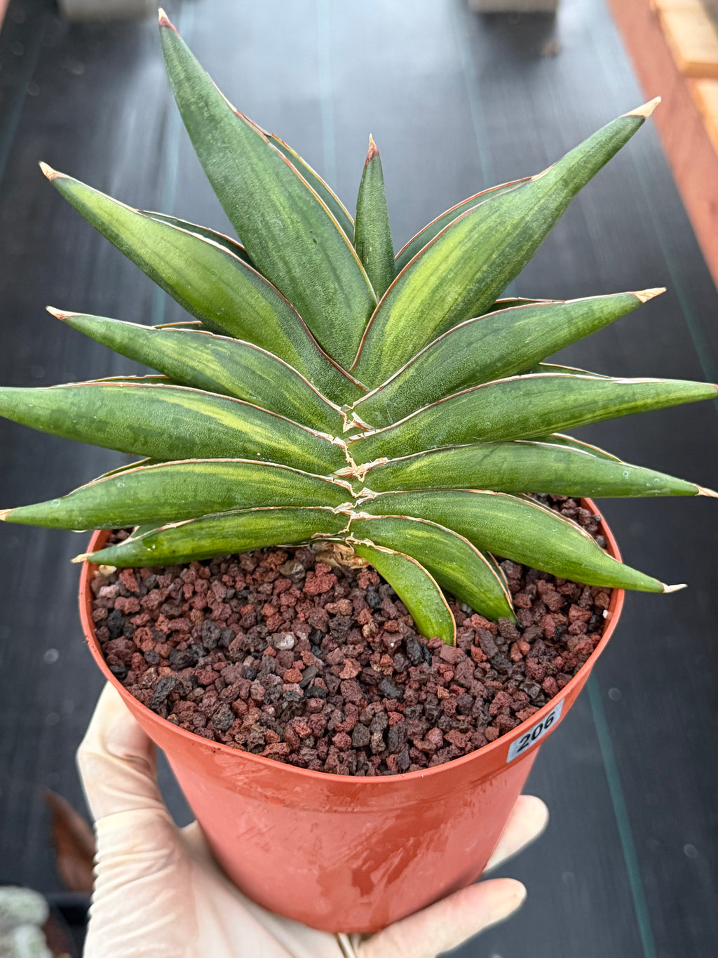 Variegated Sansevia Sawaddee | Easy Care House Plant | Live Plant #206