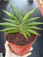 Variegated Sansevia Sawaddee | Easy Care House Plant | Live Plant #206