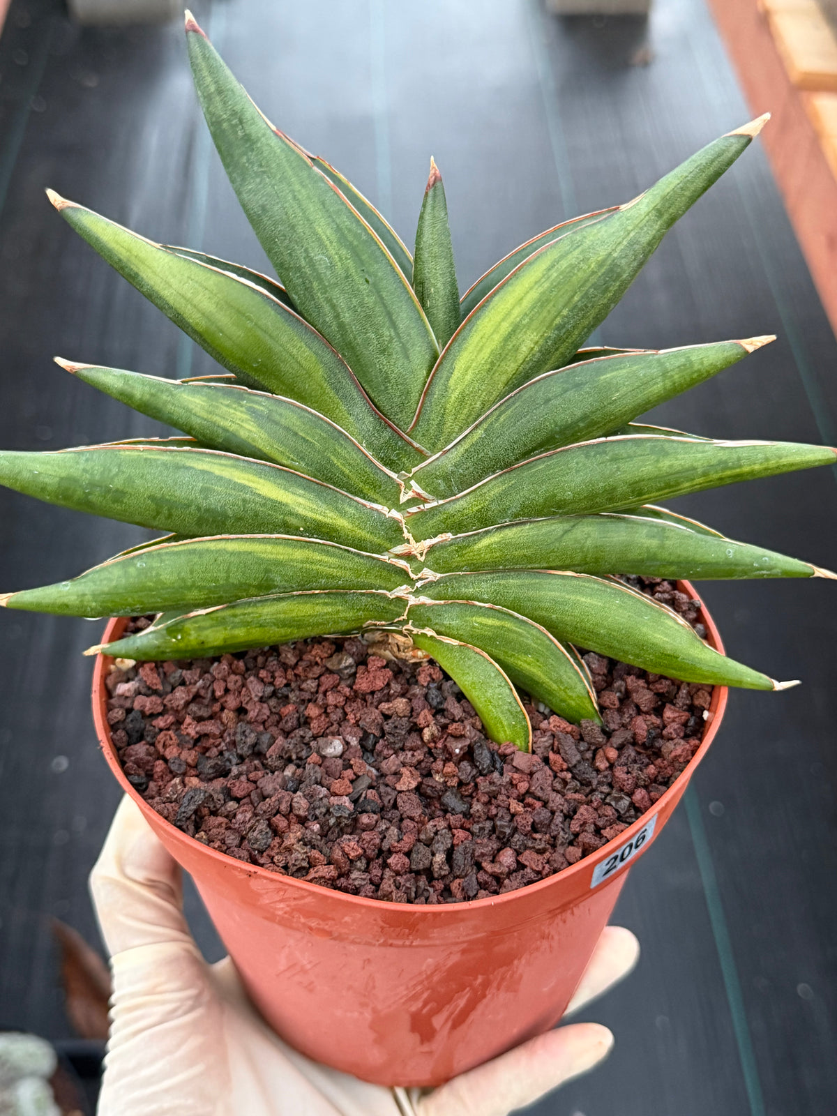 Variegated Sansevia Sawaddee | Easy Care House Plant | Live Plant #206