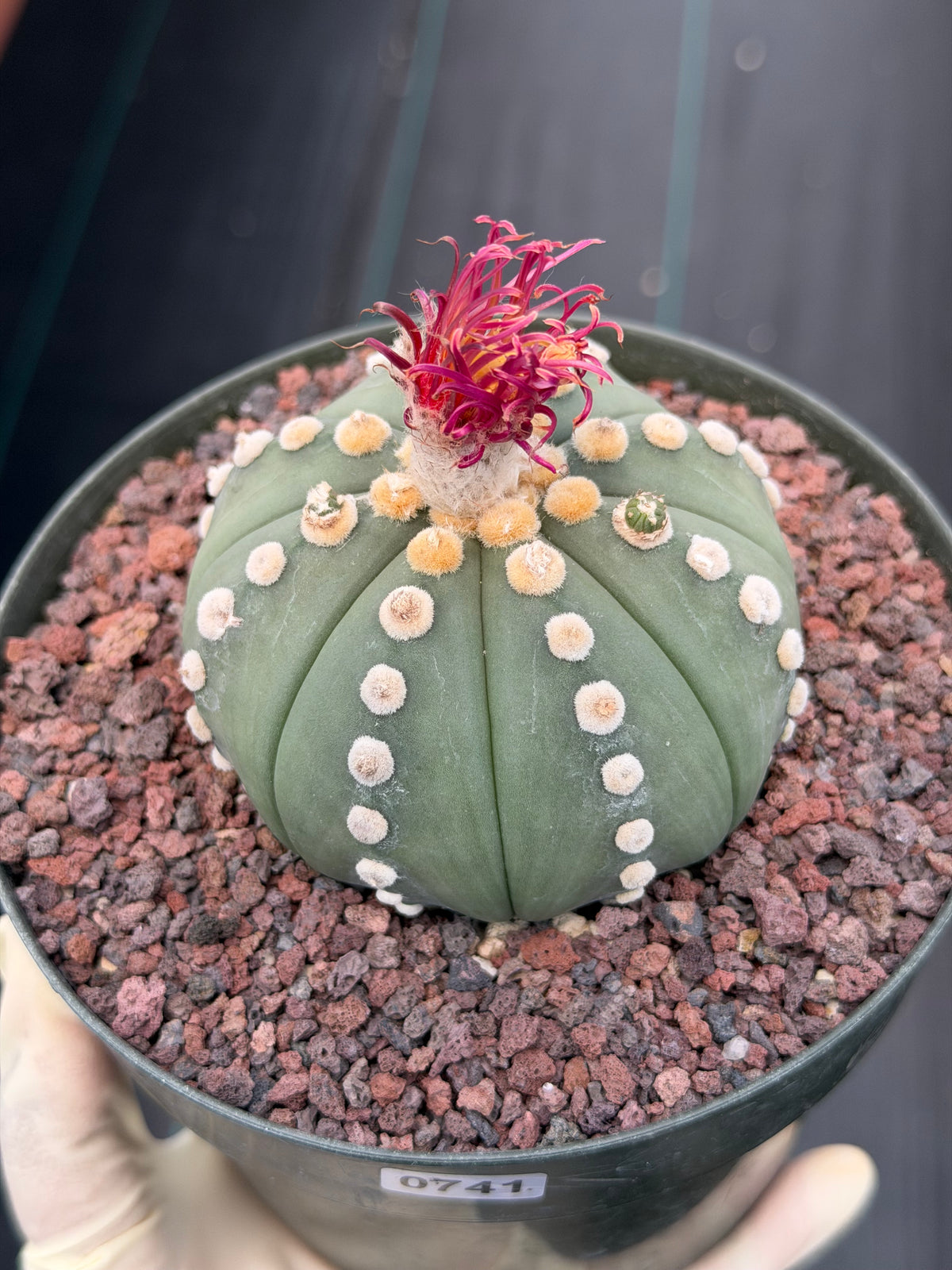 Astrophytum Ooibo Shinshowa #741 – Rare Seed Grown Cactus w/ Small Pups, Live Succulent Plant