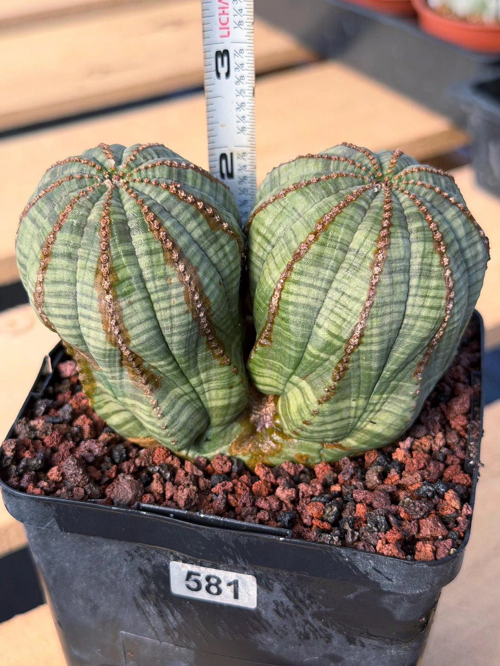 Euphorbia Obesa Dichot #214 | Seed Grown Rare Succulent