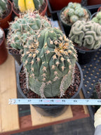 Gymnocalycium Spegazzinii Unguispinum 'Owl Eye' Tall Form #273 | Rare Live Cactus Width: 5 inches
