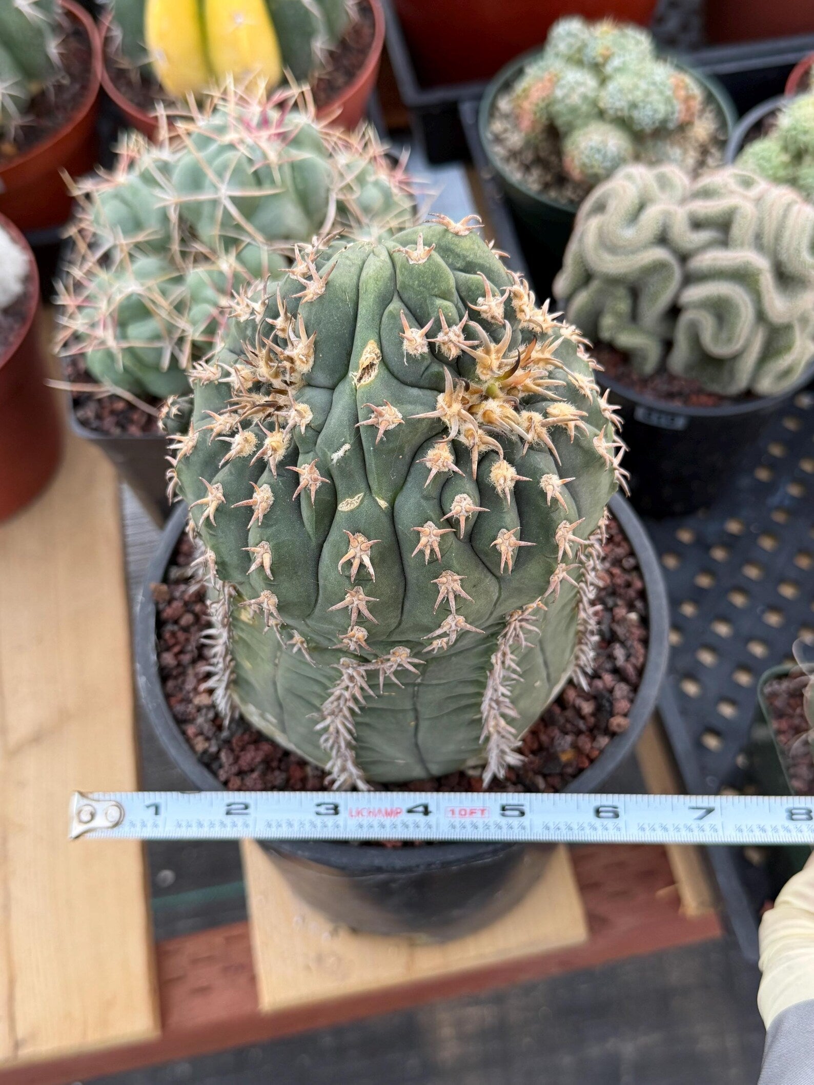 Gymnocalycium Spegazzinii Unguispinum 'Owl Eye' Tall Form #273 | Rare Live Cactus Width: 5 inches