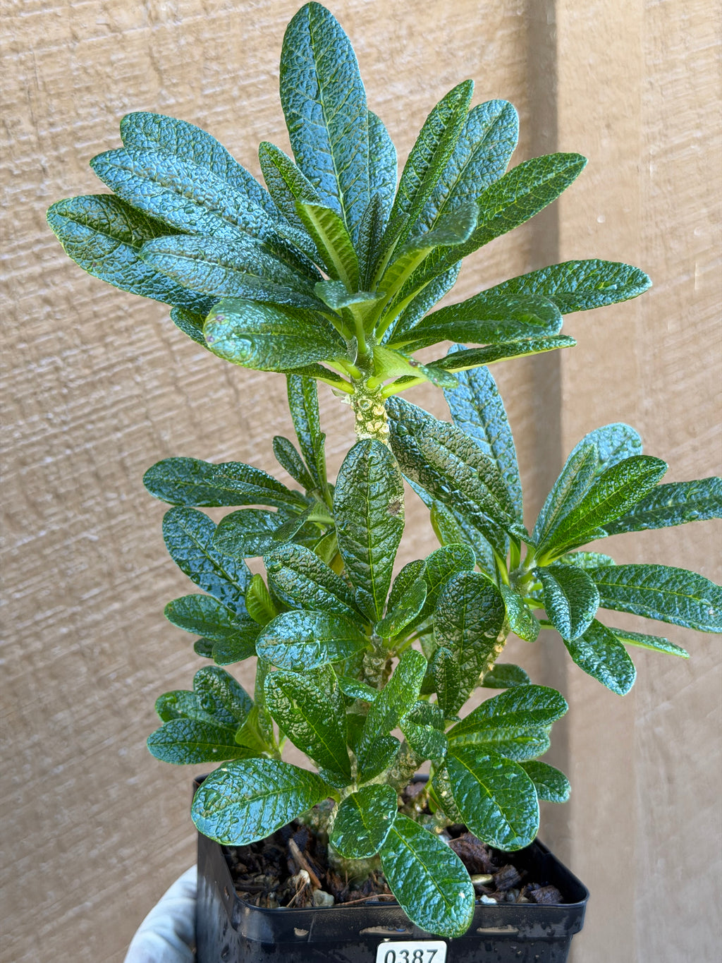 Dorstenia Gigas #387 – Rare Caudex Succulent, 7" Tall in 6" Pot, Exotic Collector Plant