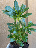 Dorstenia Gigas #387 – Rare Caudex Succulent, 7" Tall in 6" Pot, Exotic Collector Plant