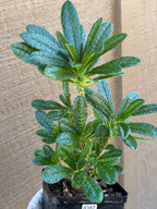 Dorstenia Gigas #387 – Rare Caudex Succulent, 7" Tall in 6" Pot, Exotic Collector Plant
