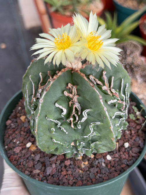 Astrophytum Fukuyu #618 | Rare Collector Cactus