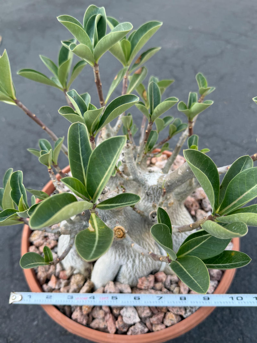 Large Specimen Adenium Arabicum #912 | Pink Flower Live Plant