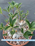 Large Specimen Adenium Arabicum #912 | Pink Flower Live Plant