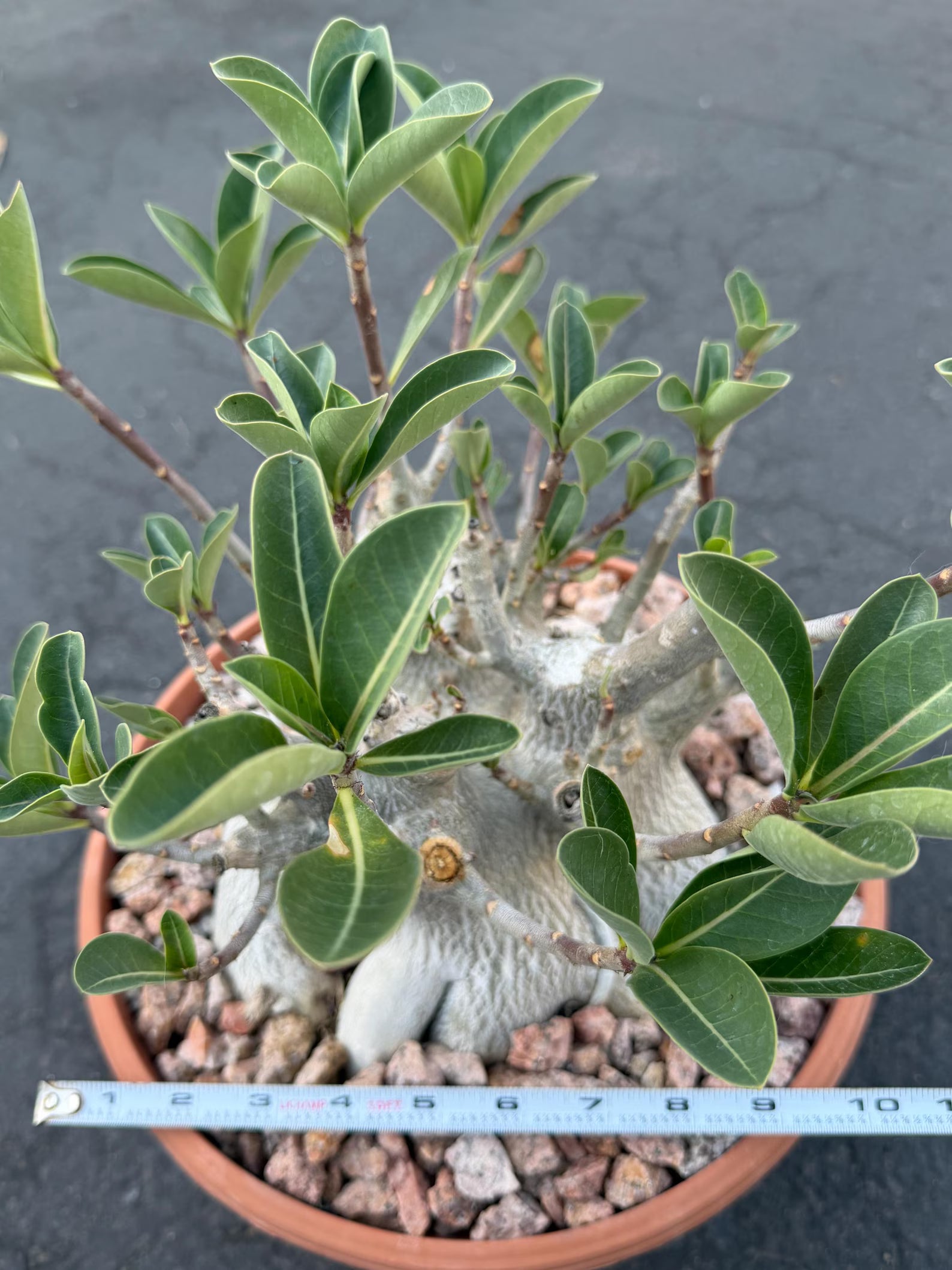 Large Specimen Adenium Arabicum #912 | Pink Flower Live Plant