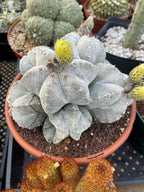 8-Head Astrophytum Myriostigma Cluster | Rare BRAG Collection Cactus
