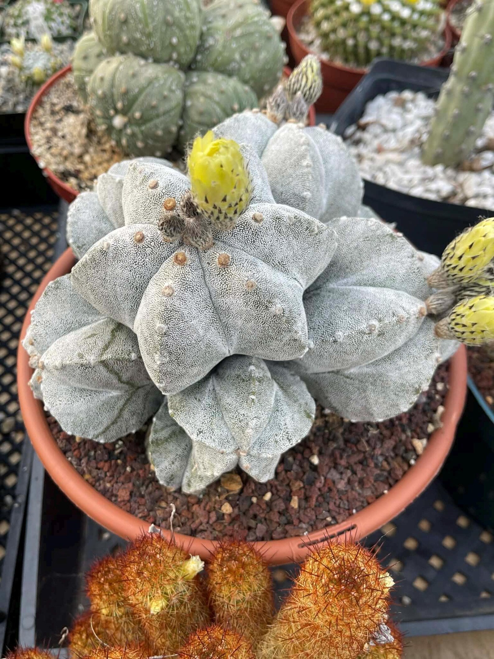 8-Head Astrophytum Myriostigma Cluster | Rare BRAG Collection Cactus
