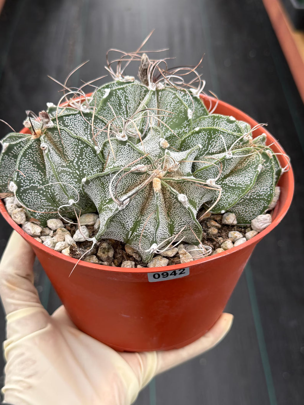 Astrophytum Capricorn Cluster | Live Cactus | Live Plant | #942