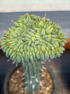 Crested Blue Myrtle Cactus | Rare Crested Live Cactus | Collector Plant