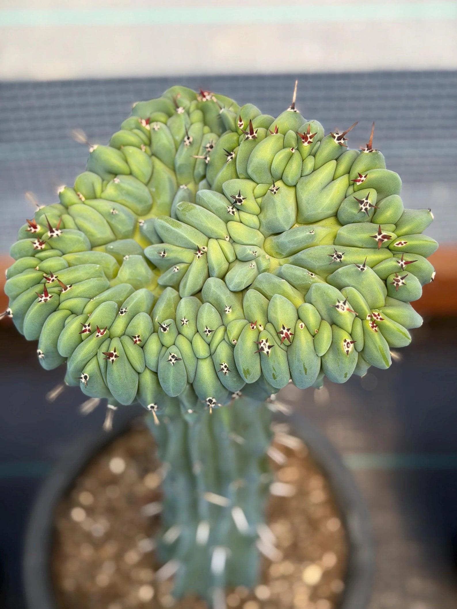 Crested Blue Myrtle Cactus | Rare Crested Live Cactus | Collector Plant