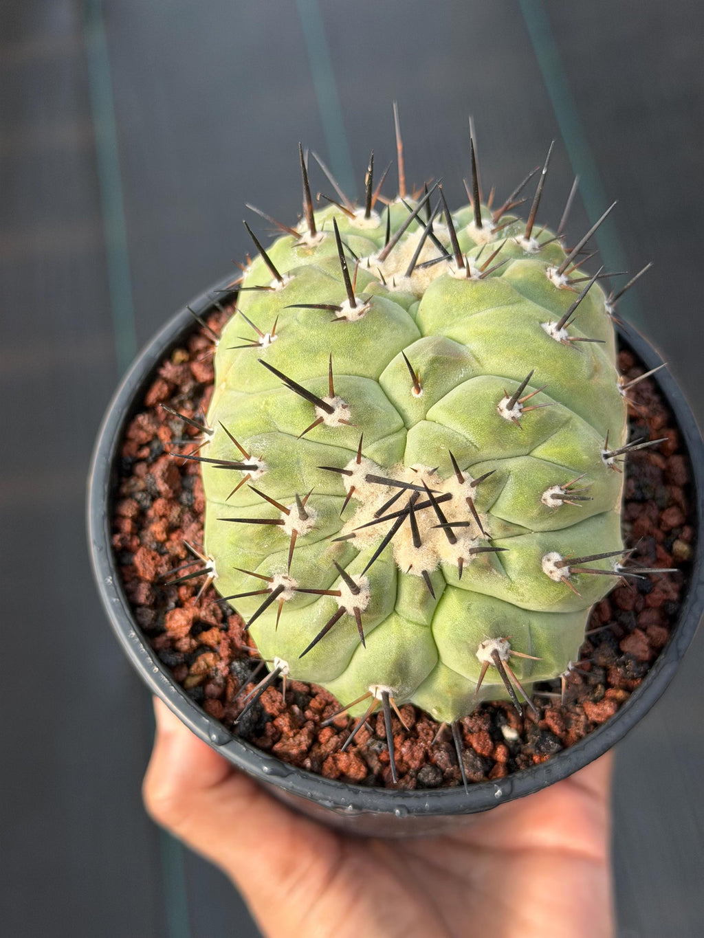 Crested Copiapoa Cinerea Live Cactus #271 – Rare Collector Cactus