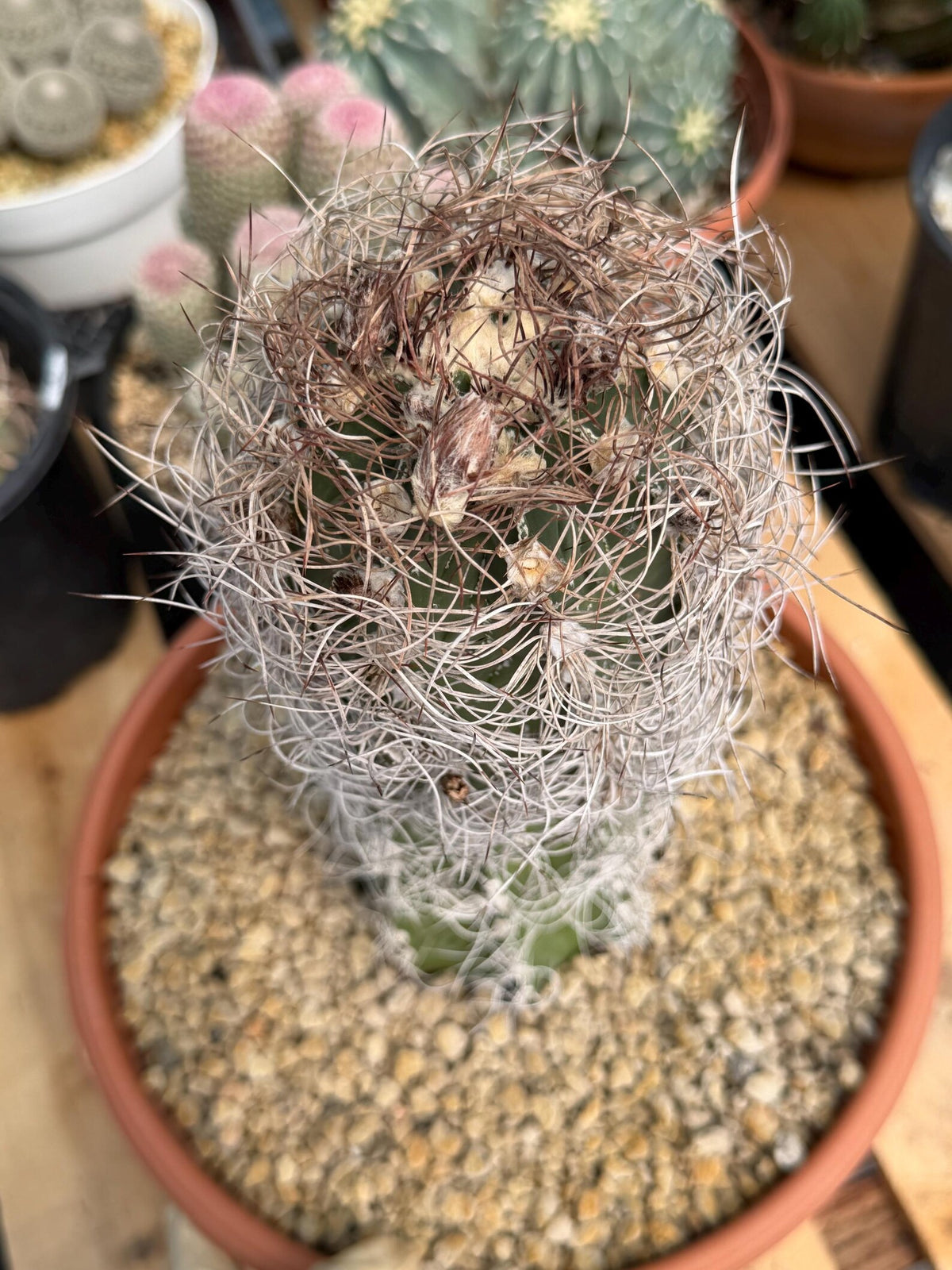 Seed Grown Astrophytum Capricorne Large| Rare Live Cactus