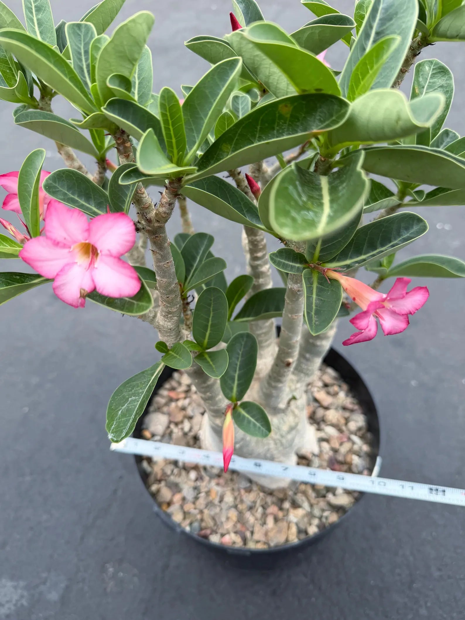 Large Specimen Adenium Arabicum | Pink Flower Live Plant
