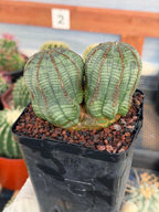Euphorbia Obesa Dichot #214 | Seed Grown Rare Succulent