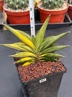Variegated Sansevieria Sawaddee #881 | Rare Live House Plant