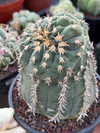 Gymnocalycium Spegazzinii Unguispinum 'Owl Eye' Tall Form #273 | Rare Live Cactus Width: 5 inches