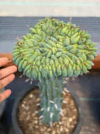 Crested Blue Myrtle Cactus | Rare Crested Live Cactus | Collector Plant