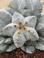 8-Head Astrophytum Myriostigma Cluster | Rare BRAG Collection Cactus