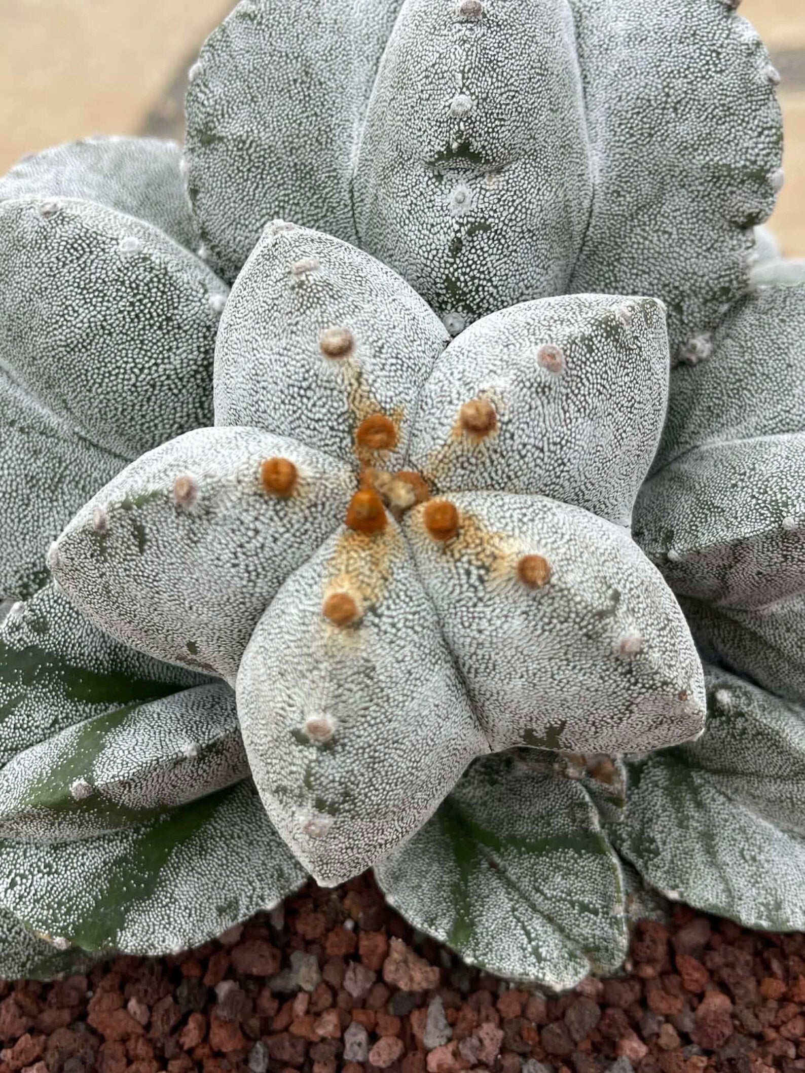 8-Head Astrophytum Myriostigma Cluster | Rare BRAG Collection Cactus