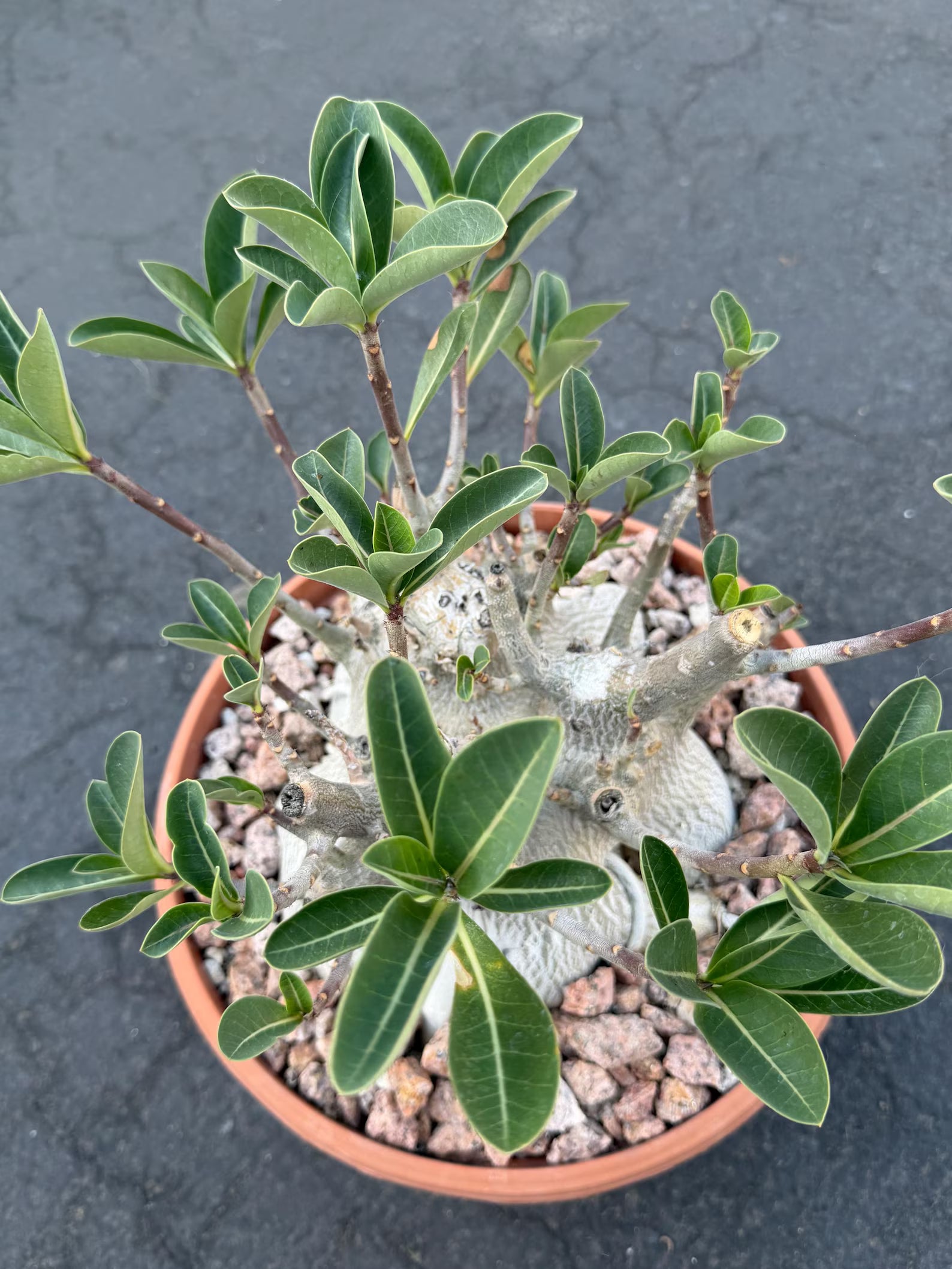 Large Specimen Adenium Arabicum #912 | Pink Flower Live Plant