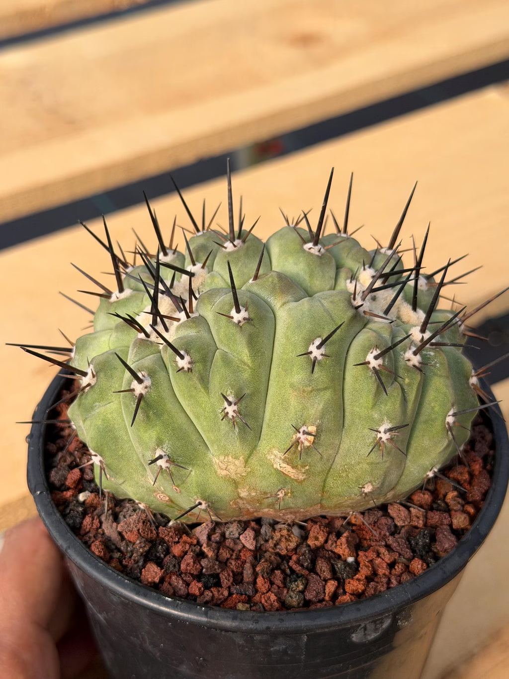 Crested Copiapoa Cinerea Live Cactus #271 – Rare Collector Cactus