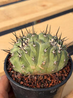 Crested Copiapoa Cinerea Live Cactus #271 – Rare Collector Cactus