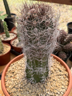 Seed Grown Astrophytum Capricorne Large| Rare Live Cactus